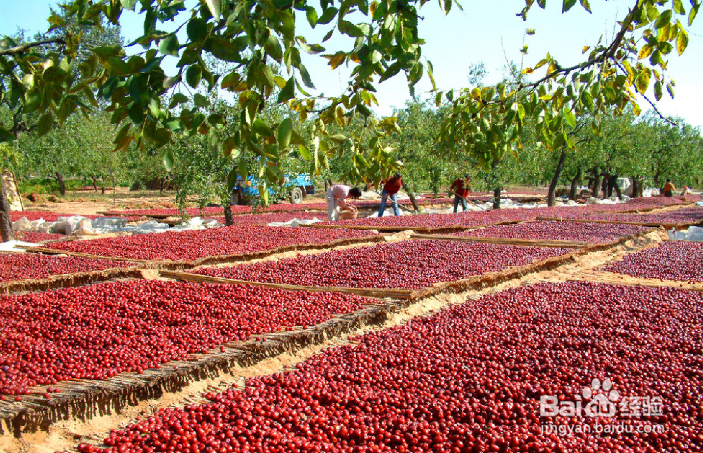 红枣的食用功效有哪些