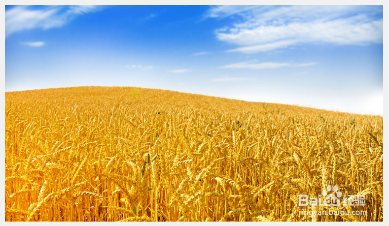 XnViewMP怎么在图片上写字