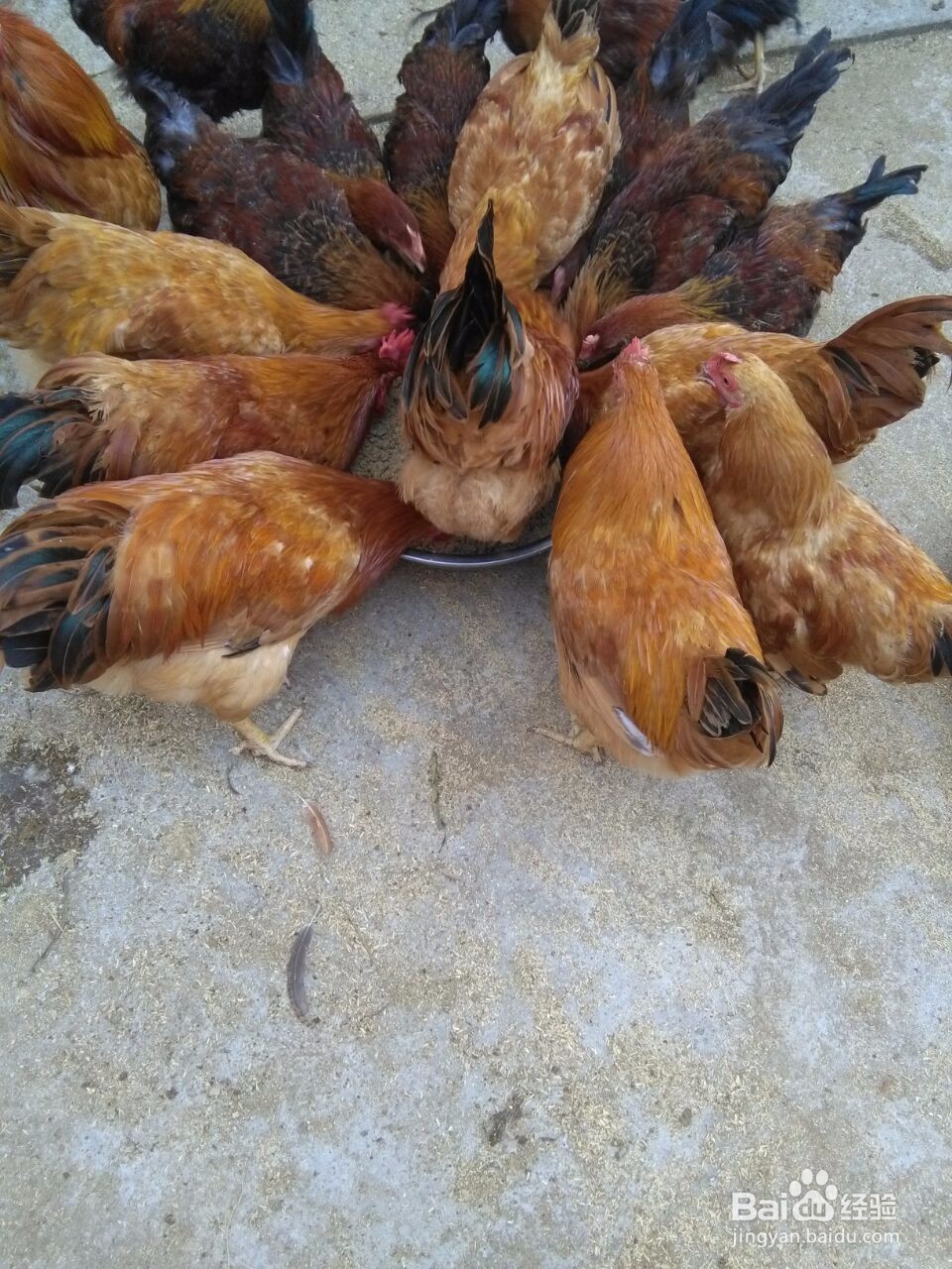 怎么做鸡食过程?