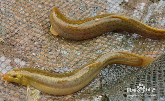 男士养生不该错过的食物？