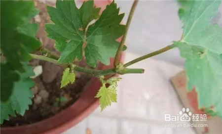 小花灿烂教大家如何“剪”出一盆好花