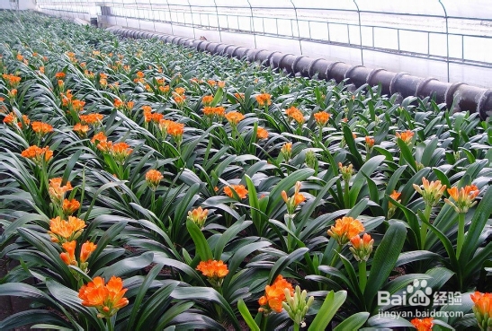 君子兰叶子发黄怎么办