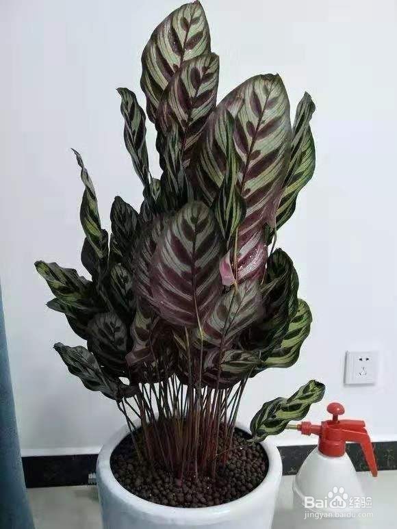 现在流行“种草”了,叶子比花还好看!