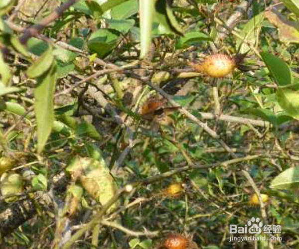 如何养护木本植物金樱子？