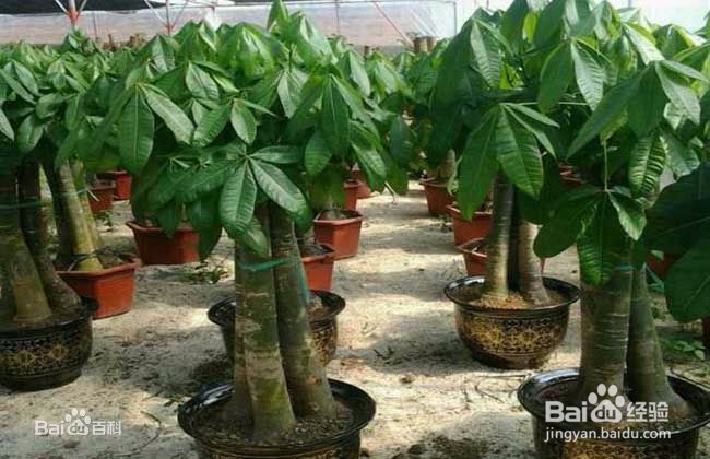 办公场所盆栽选择