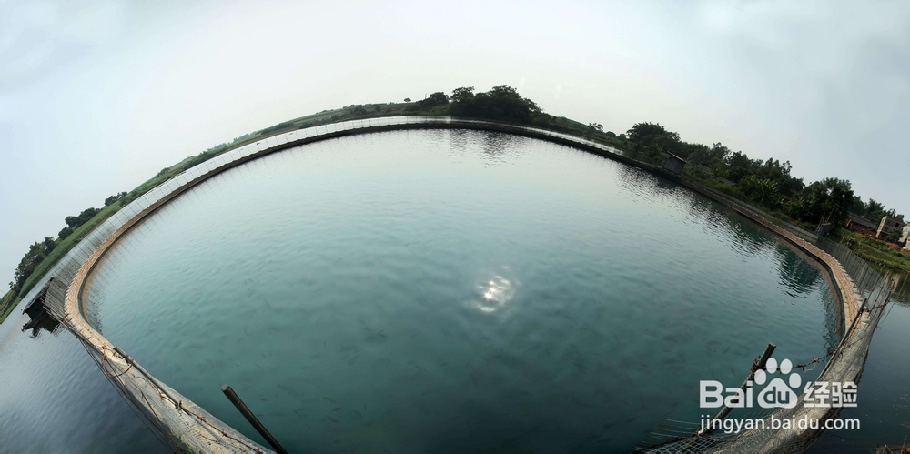 活性多种维生素对动物生长的作用