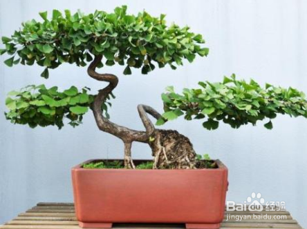 盆景的根系怎样的茂盛