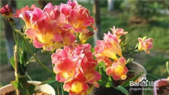 家里养盆“香香花”，好看好闻，清香四溢！