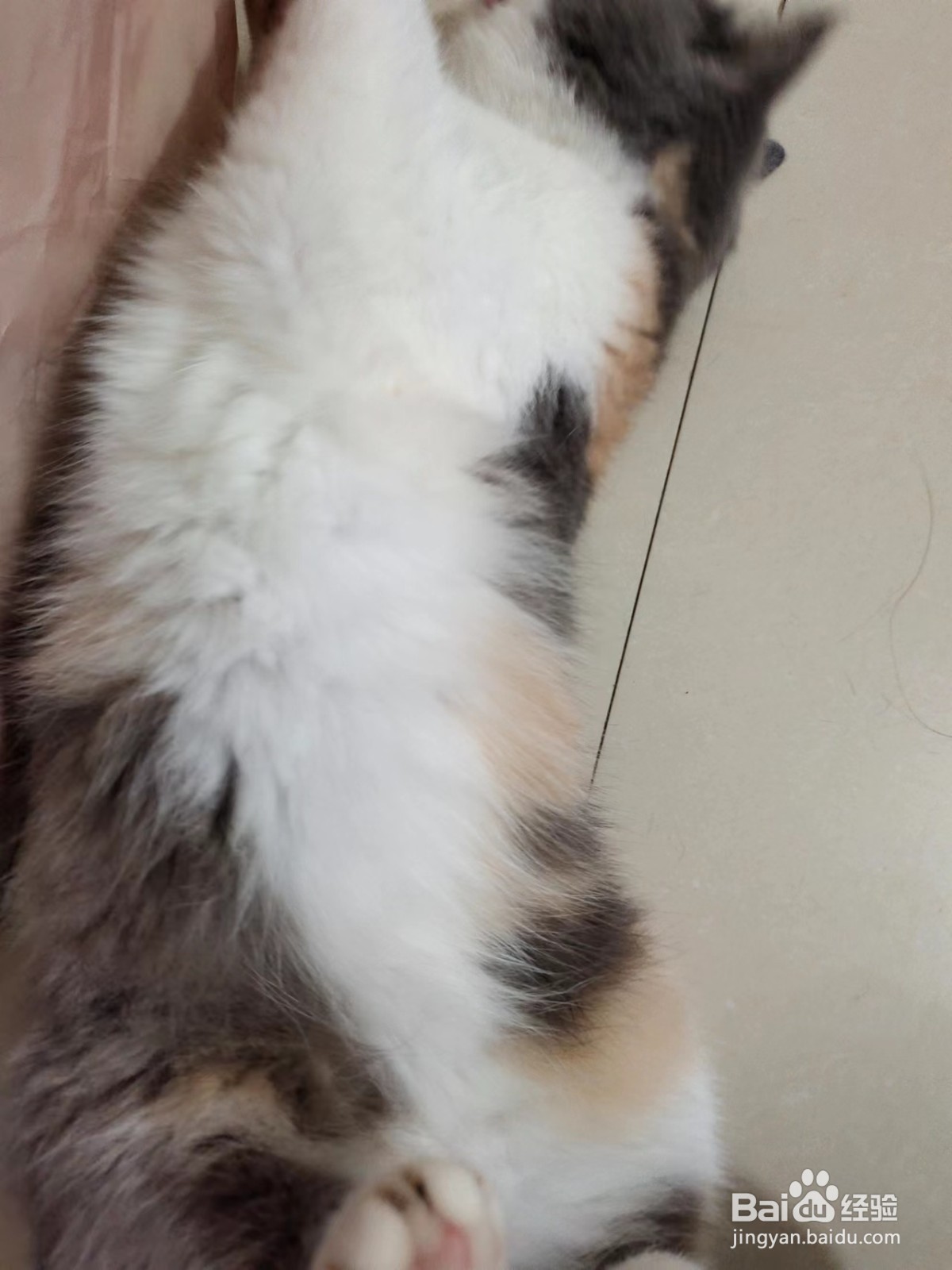 怎样分辨猫传腹和肥胖