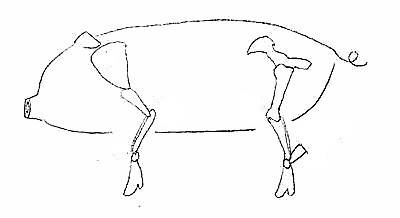 动物的前蹄和后蹄怎么画