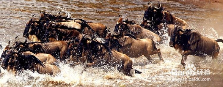 肯尼亚旅游攻略分享,怎么才能看到动物大迁徙