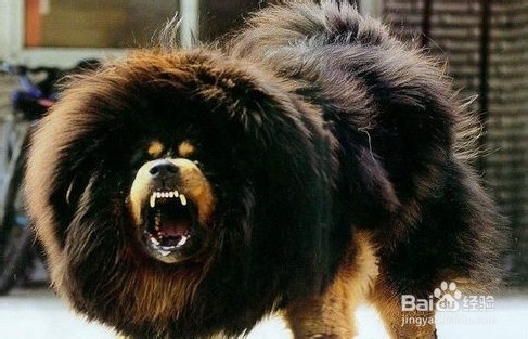 如何避免恶狗伤人，保障出行安全