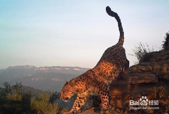 支付宝华北豹怎么领