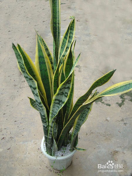 虎皮兰不长怎么办