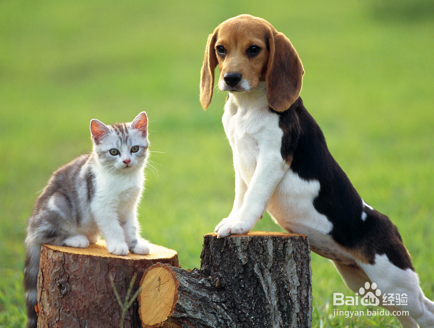 狗狗营养膏成分