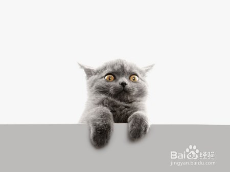 猫咪那么萌，怎么可能害你精神分裂了？我来为大家科学辟谣啦！