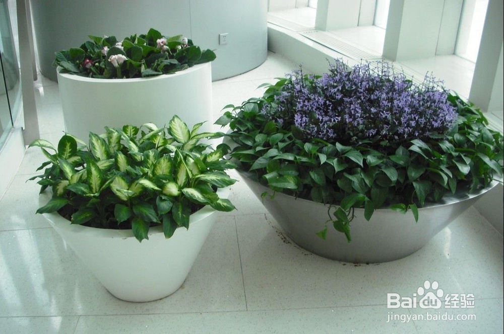 上海办公室植物租赁价格