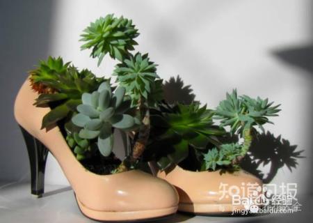 双十一剁手的钱省下来，可以建一个多肉花园了！