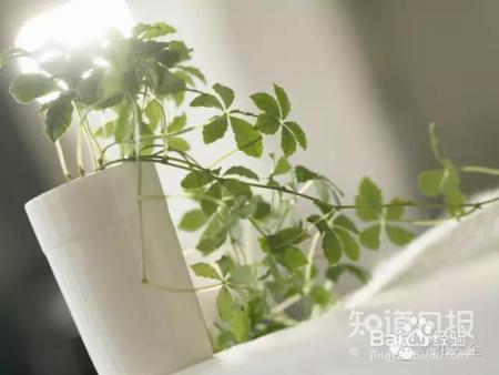 看花看叶看茎，花出了啥毛病，一眼就能看出来！