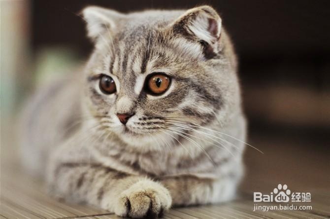 猫咪饲养有哪些禁忌