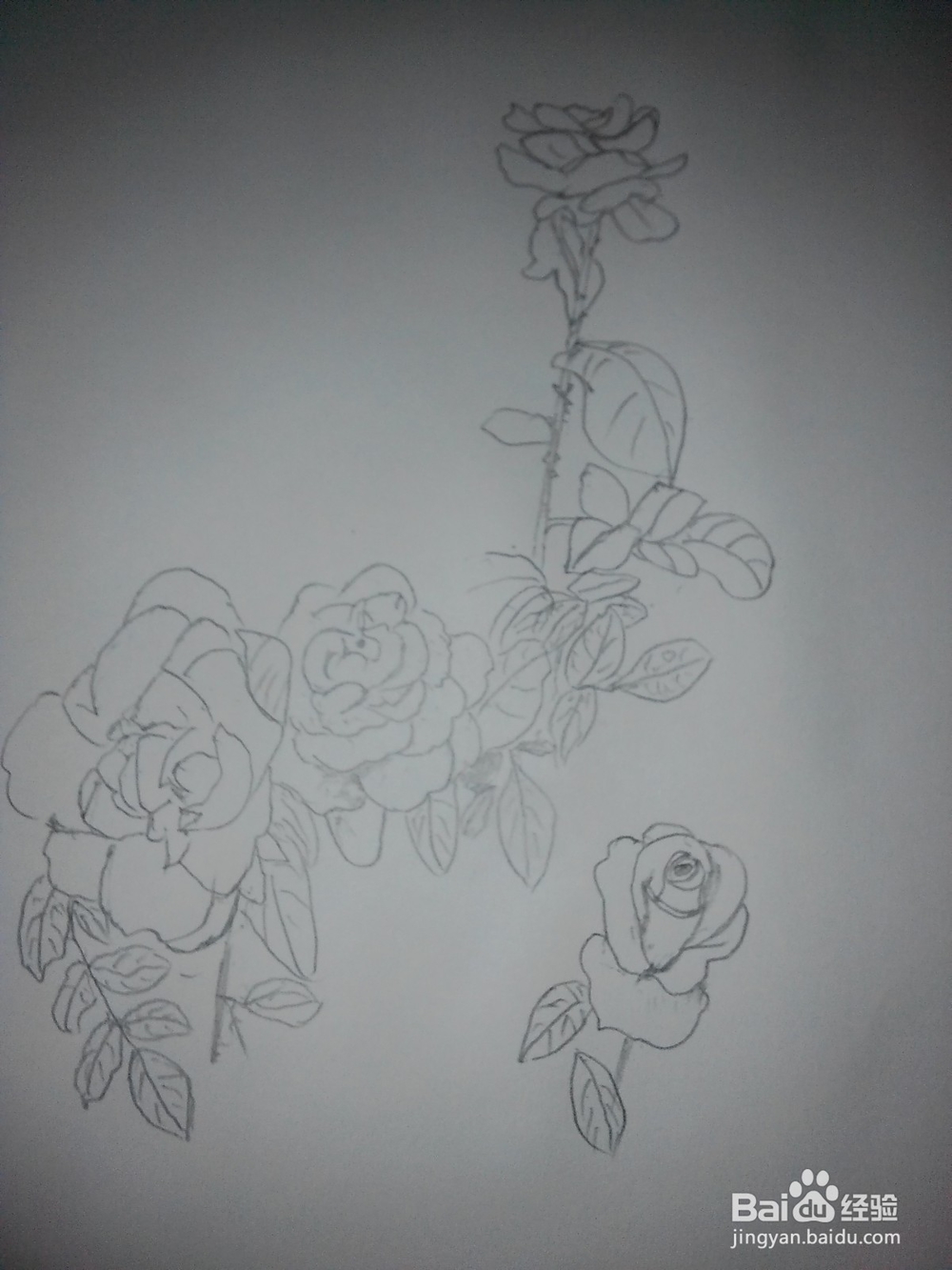 工笔玫瑰花的画法