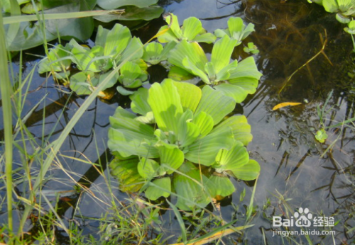 水生植物哪些好养活