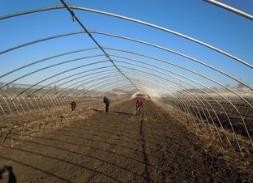 怎样防治番茄黄化曲化病毒病