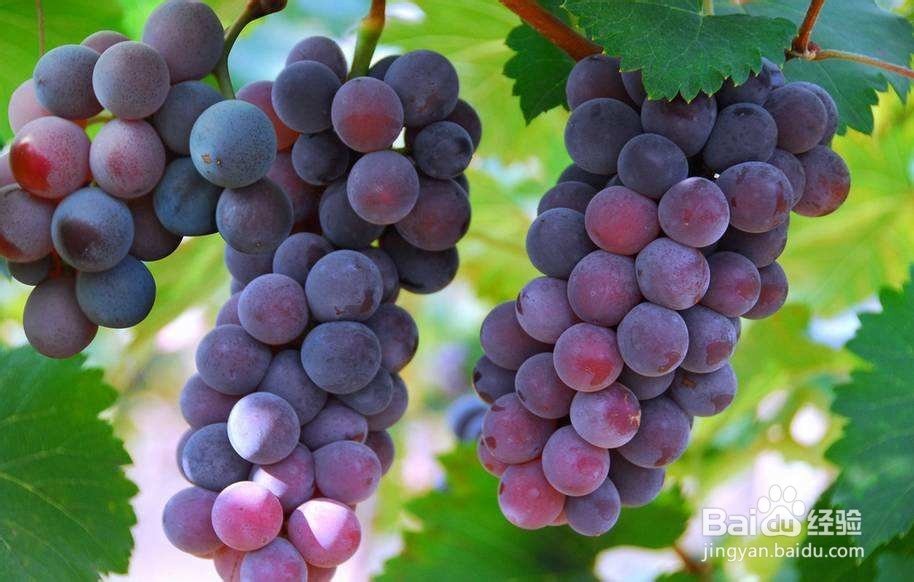 葡汁杞玉银羹的做法？