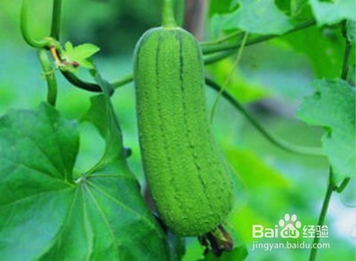 6种瓜轻松助你实现降血糖