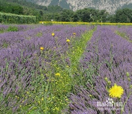 什么样的精油好?