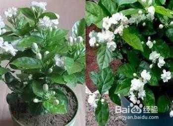 冬季养花要注意什么