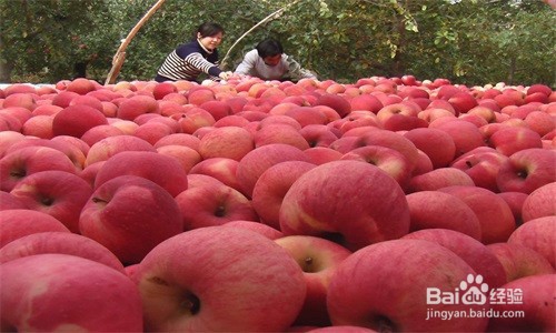 怎样挑选到好吃的苹果？