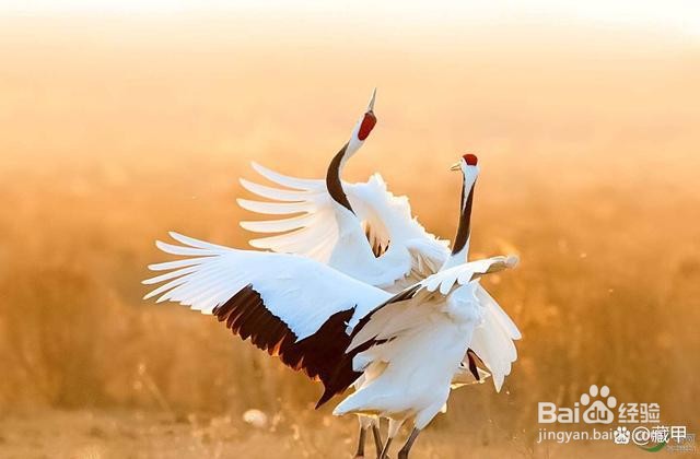 传统经典诗词“执大象,天下往”的学习理解