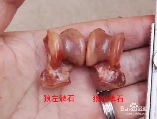 狼髀石如何辨别左右?