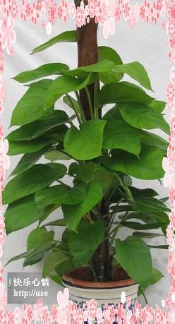 绿萝的繁殖方法介绍