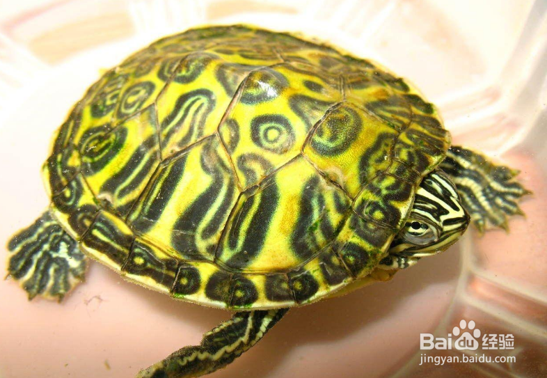 甜甜圈龟怎么养