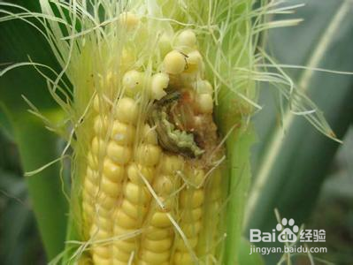 香肠挂窗外怎么防小鸟