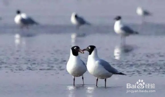 2019年天津赶海拾贝攻略