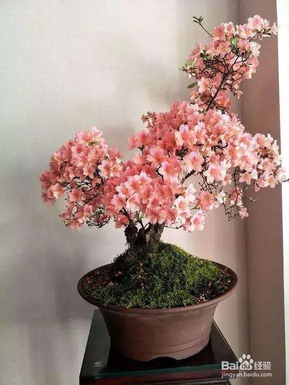 花谢后，剪下“花后枝”，插土里，来年花满盆！