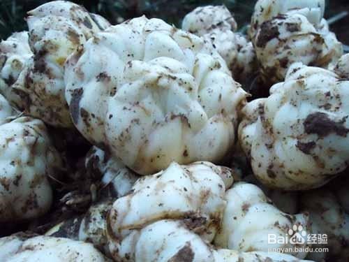 百合有哪些作用及食用禁忌