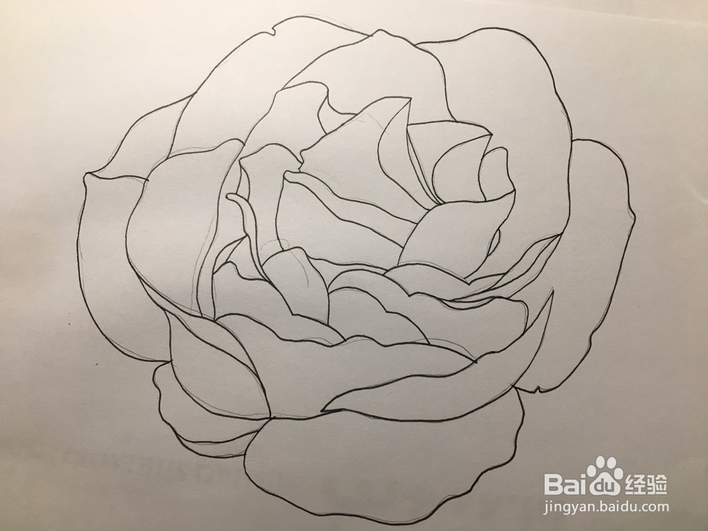 花卉简笔画：画一朵月季花 月季绘画教程 儿童画