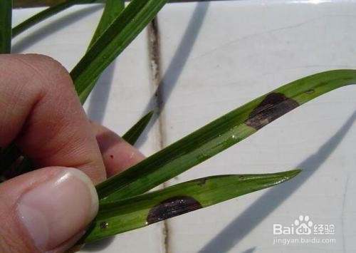 兰花叶子有黑斑怎么办