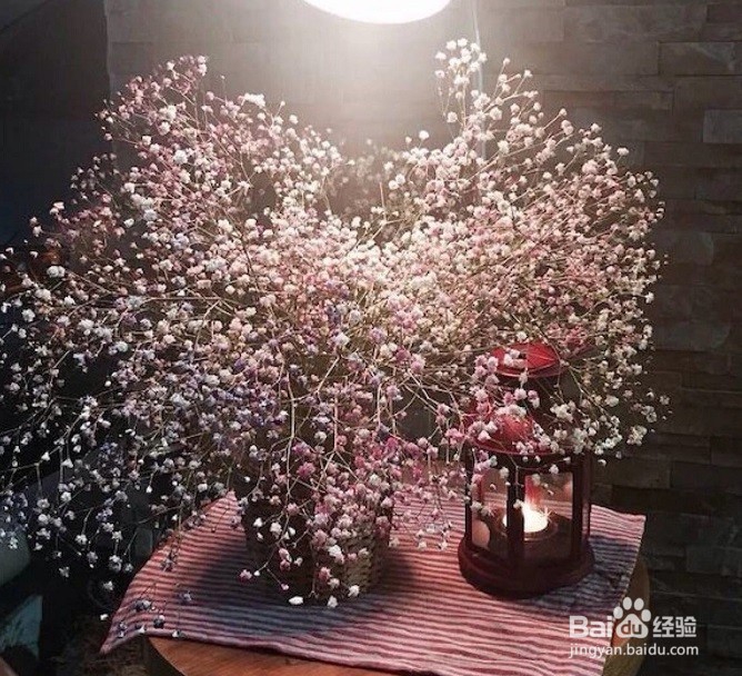 满天星盆栽怎么养