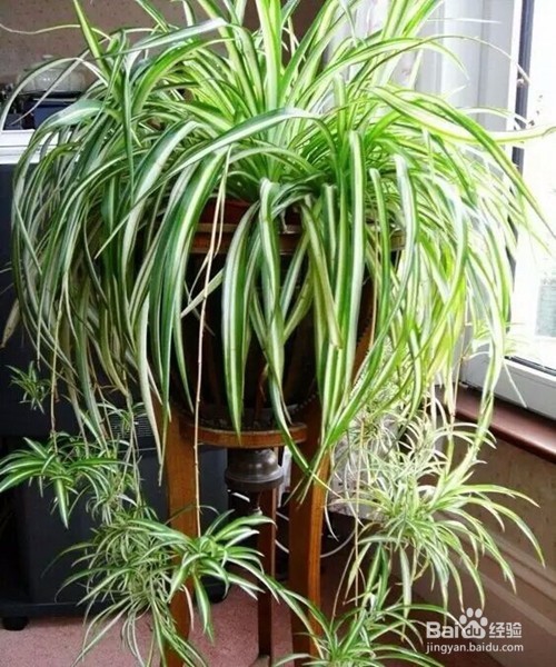 教你室内植物摆放技巧,以及养殖植物技巧