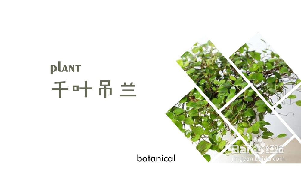 千叶吊兰的养护方法