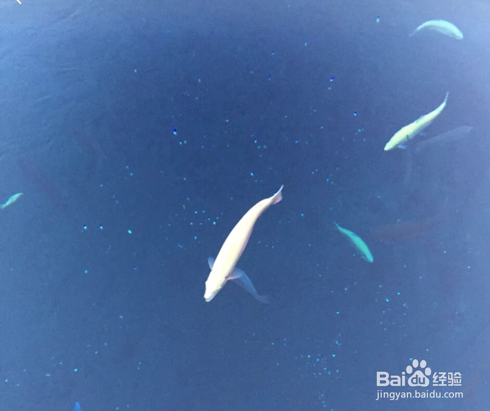 京都的旅游攻略