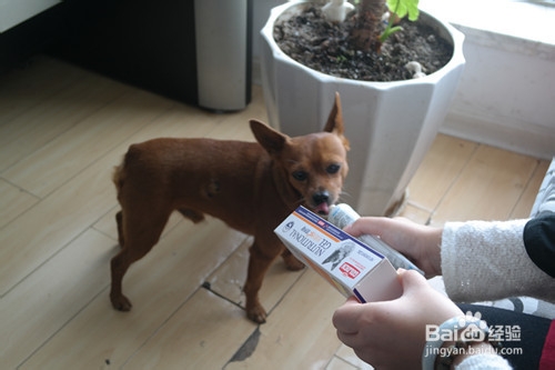 狗狗营养膏成分