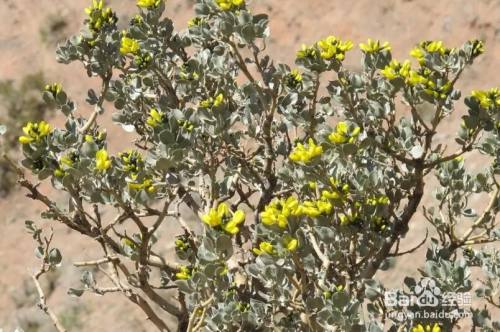 哪种荒漠植物可以四季常绿