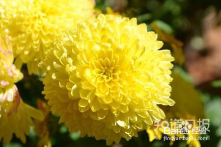 酿酒技术-菊花酒的酿制方法