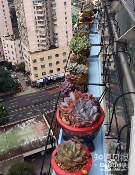 双十一剁手的钱省下来，可以建一个多肉花园了！